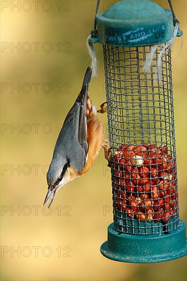 European eurasian nuthatch