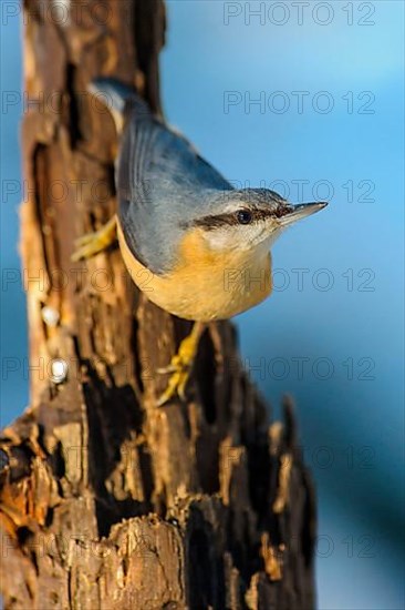 European eurasian nuthatch