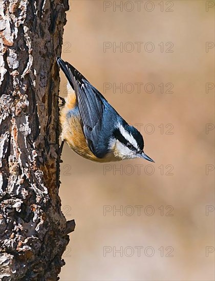 Red-breasted nuthatch