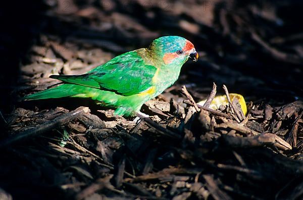 Musk Lorikeet