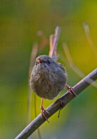 Hill Prinia