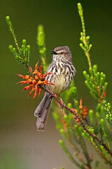 Karoo Prinia