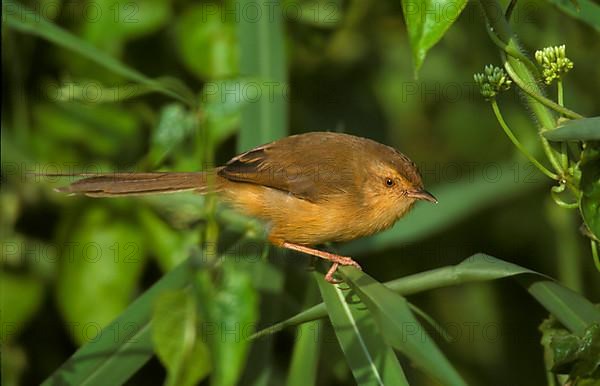 Cream-breasted Prinia