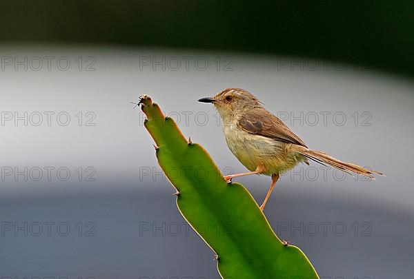 Cream-breasted Prinia