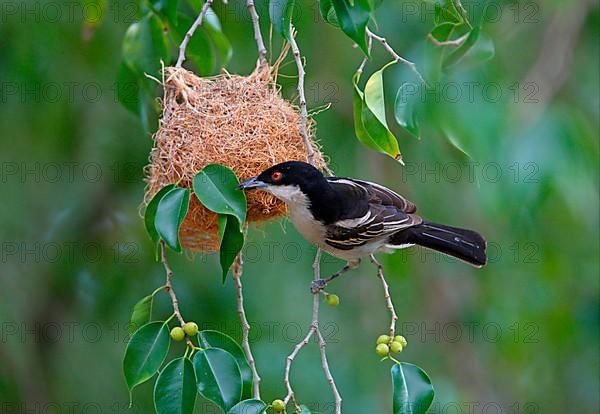 Black-shouldered Snowball Shrike