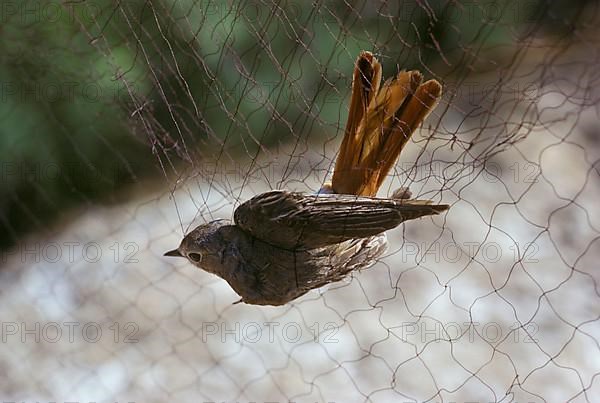 Redstart