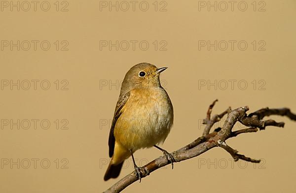 Redstart