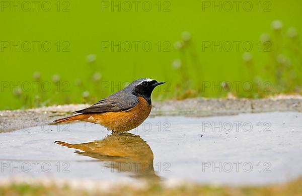 Redstart