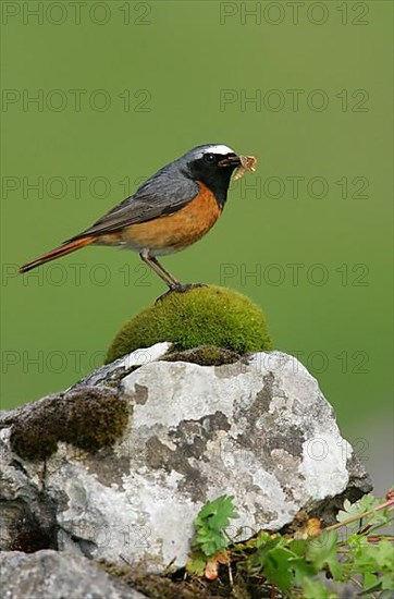 Redstart