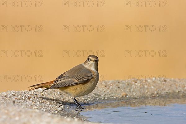 Redstart