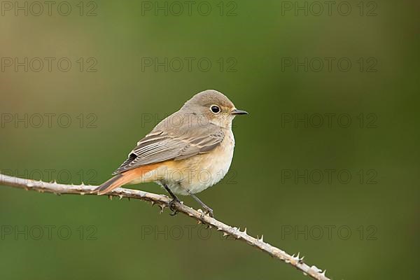 Redstart