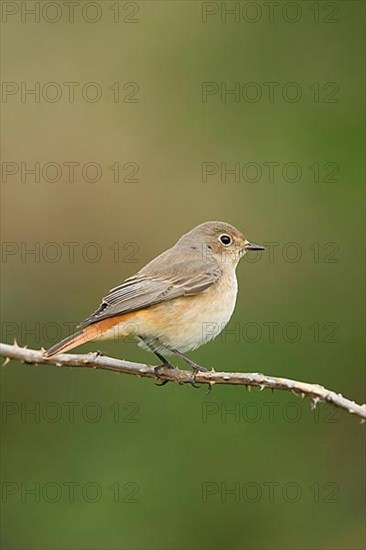 Redstart