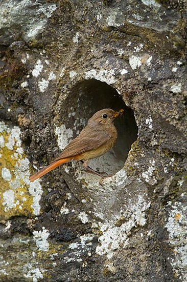 Redstart