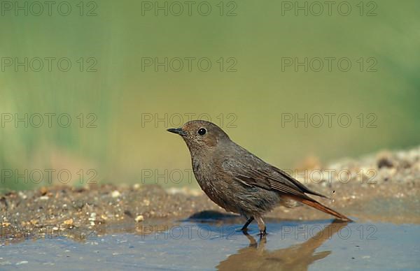 House Redstart