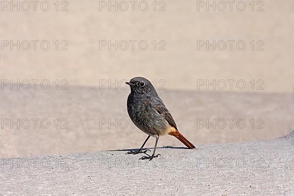 Black Redstart