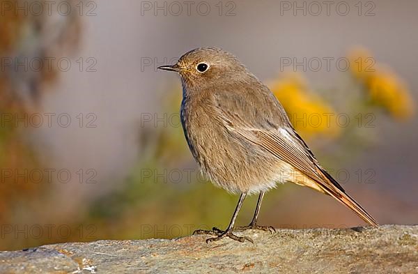 Black Redstart