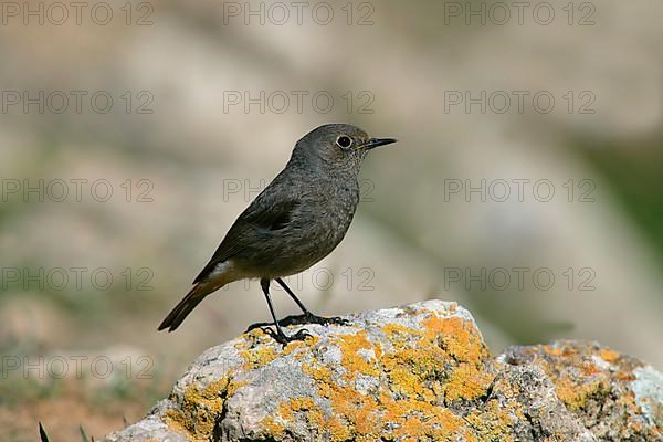 Black Redstart