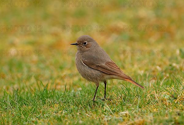 Black Redstart