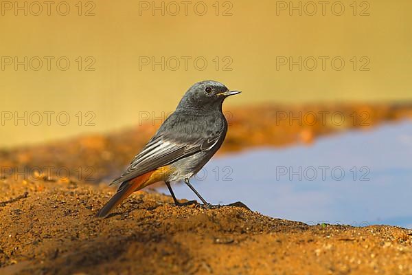 Black Redstart