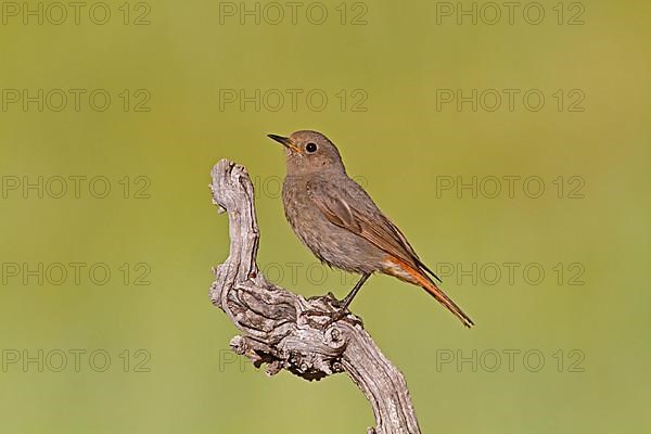 Black Redstart