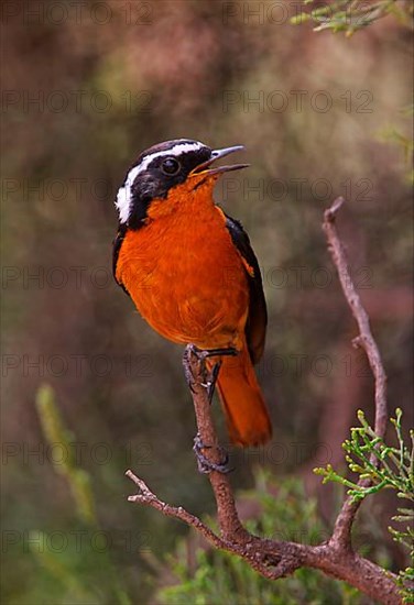 Diadem Redstart