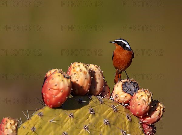 Diadem Redstart