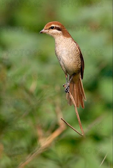 Brown Shrike