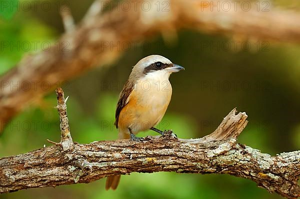 Brown shrike