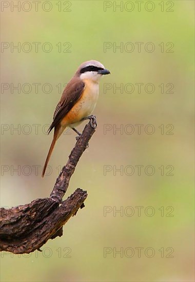 Brown Shrike