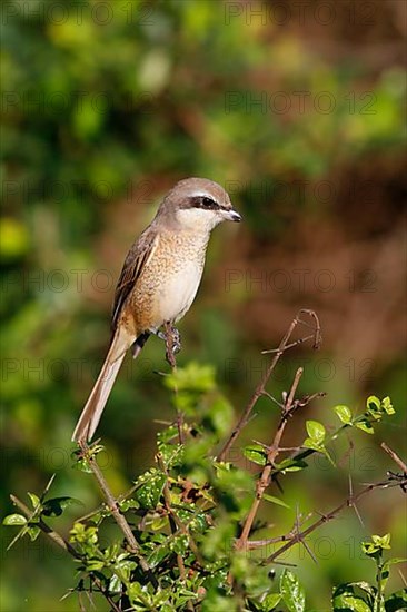 Brown shrike