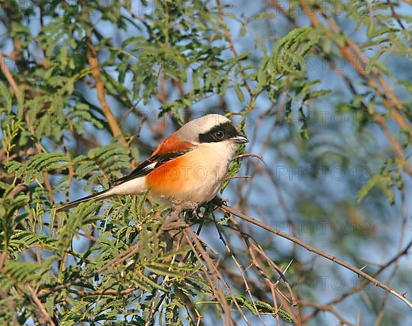 Bay-backed shrike