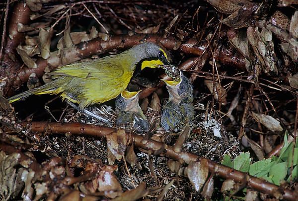 Bokmakierie Bush Shrike