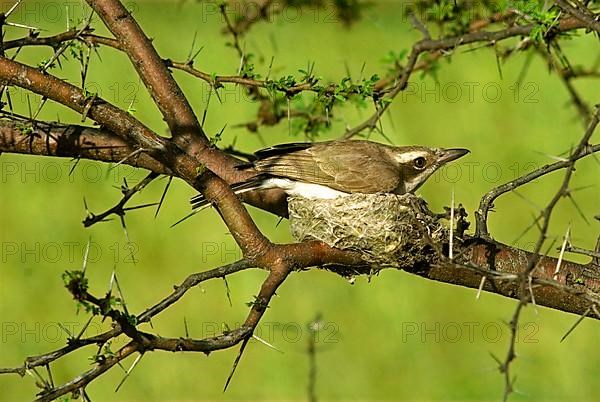 Common Wood Shrike