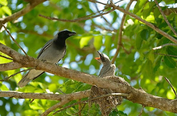 Black-faced Cuckoo-shrike