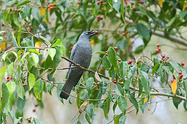 Barred cuckooshrike