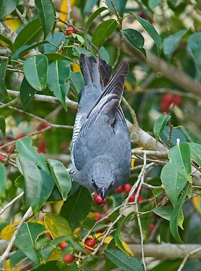 Barred cuckooshrike