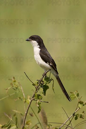 Long-tailed Shrike