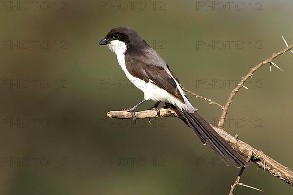 Long-tailed Shrike