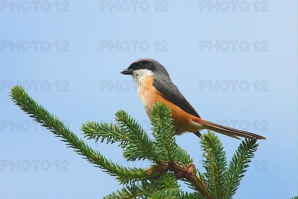 Adult grey-backed shrike