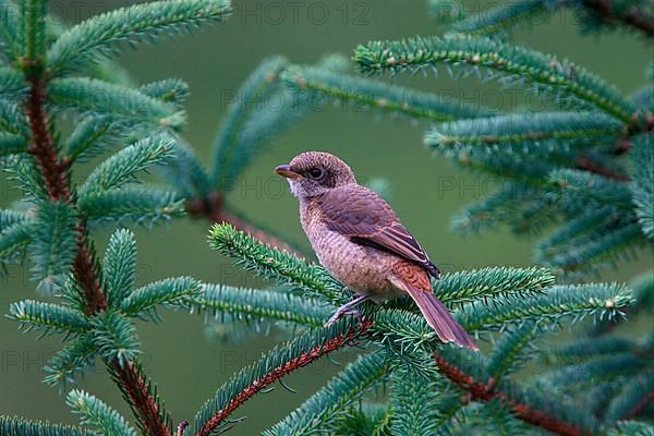 Juvenile grey-backed shrike