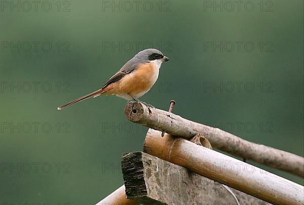 Adult grey-backed shrike