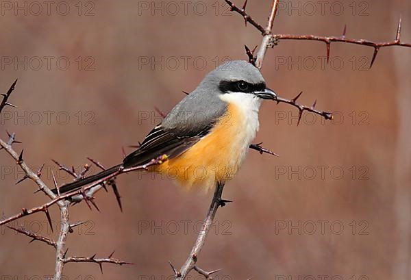 Adult grey-backed shrike