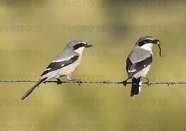 Great Grey Shrike