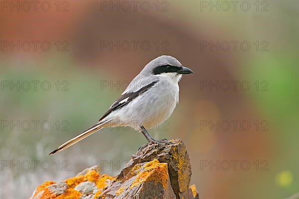 Great Grey Shrike