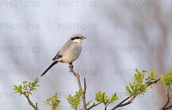 Great grey shrike