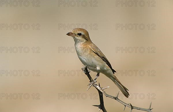 Isabelline shrike