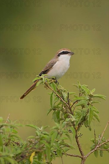 Isabelline shrike