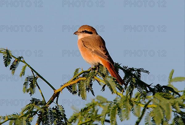 Isabelline isabelline shrike