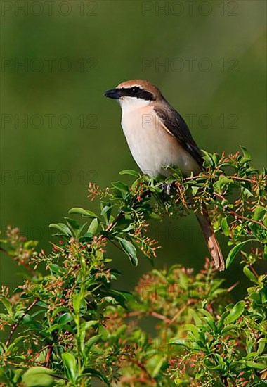 Turkestan Shrike