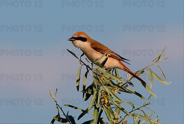 Turkestan Shrike